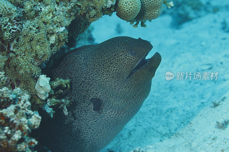 海洋生物水下珊瑚和鱼类巨型海鳗红海