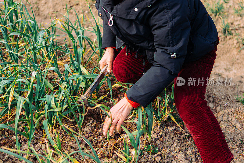 一位亚洲农民在自家花园里种了大蒜，这是一种健康的生活方式