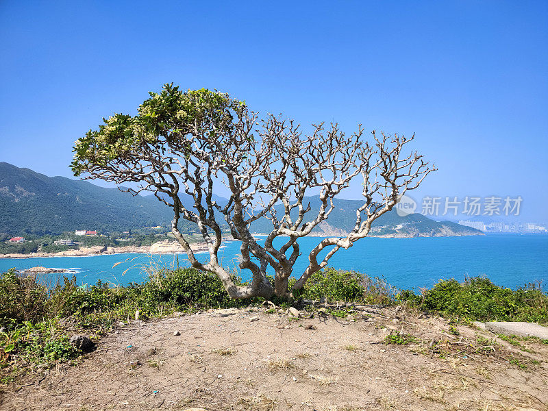 香港岛石澳海岬上的树