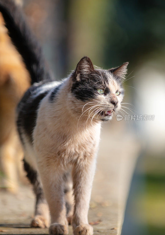 肮脏的流浪猫。