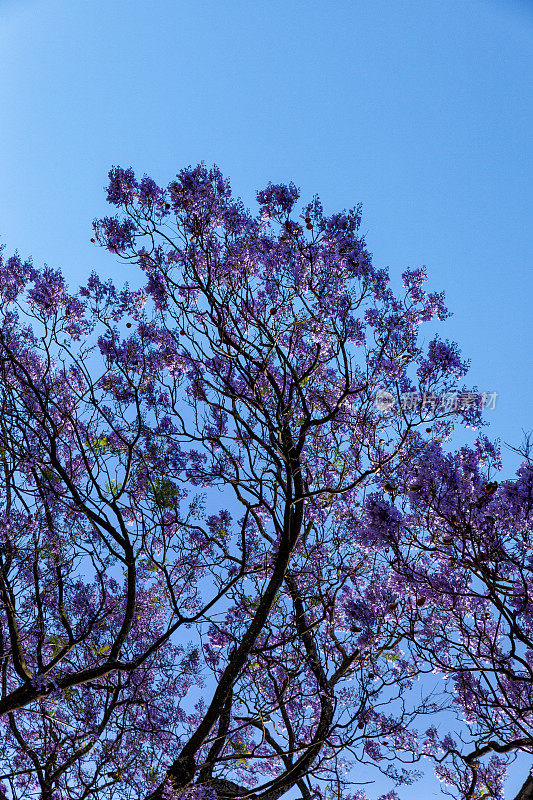 紫色蓝花楹