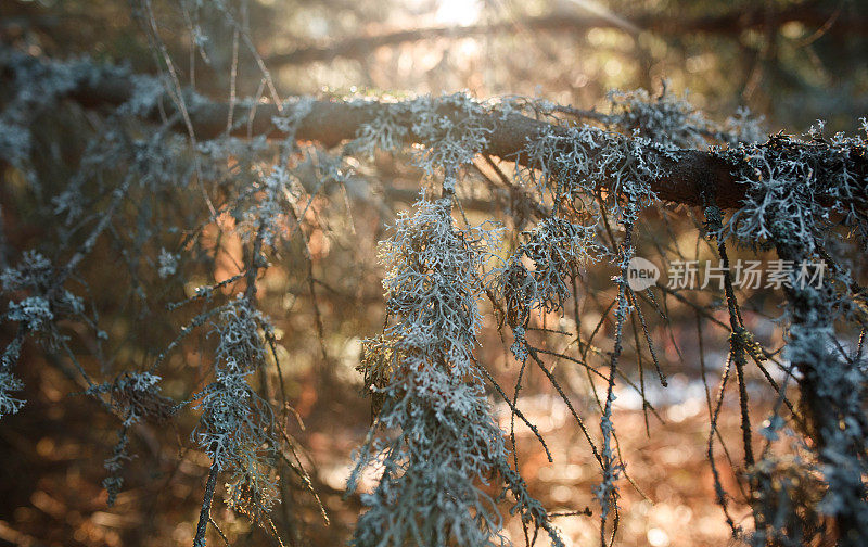 树枝上苔藓的美丽微距照片