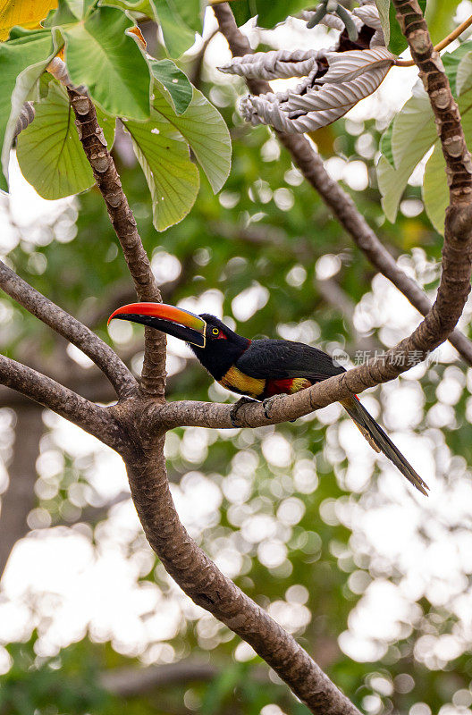 哥斯达黎加太平洋海岸曼努埃尔·安东尼奥国家公园的野生火嘴巨嘴鸟