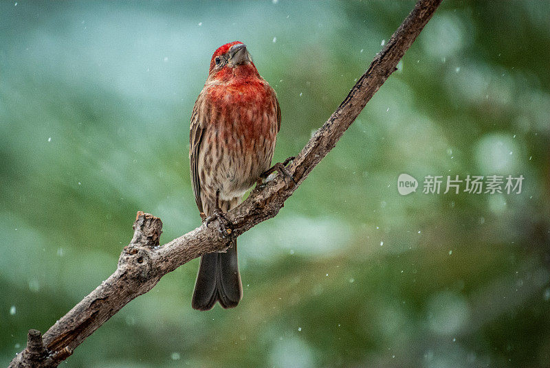 暴风雪中的雄雀