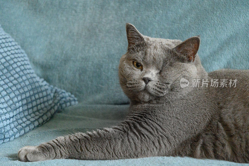 英国一只只有一只眼睛的盲猫躺在沙发上休息。
