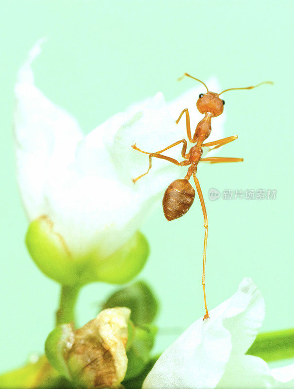 蚂蚁爬小白花——动物行为。