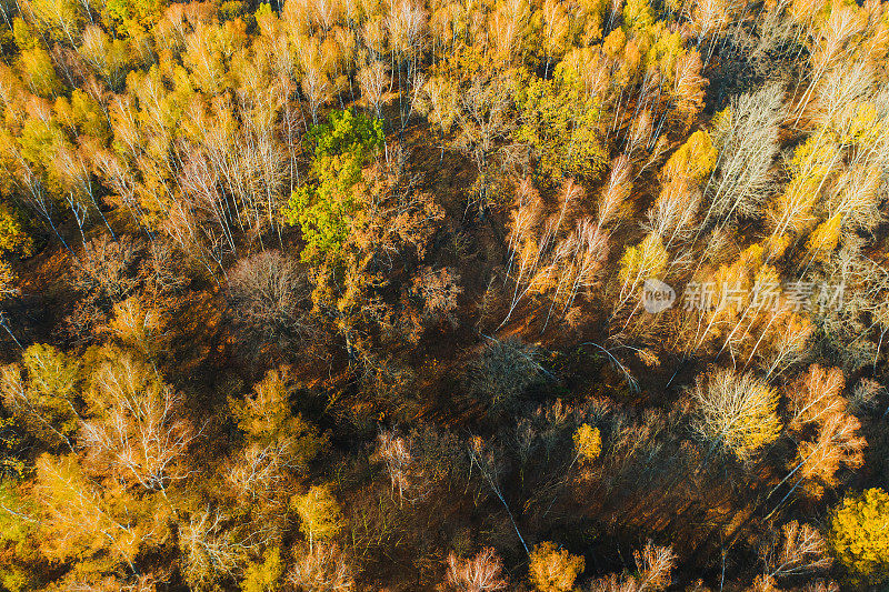 秋季森林鸟瞰图。无人机摄影。字段。可持续性。保护自然