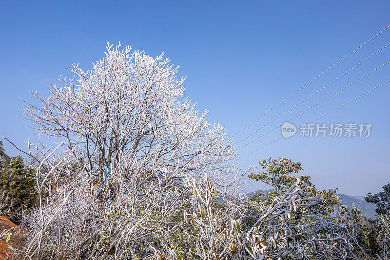 阳光灿烂的日子里，白霜结在枯树上