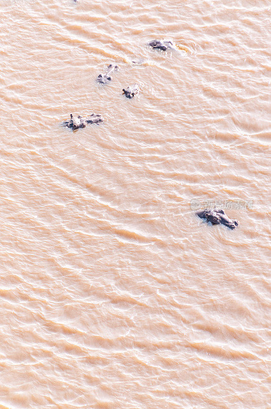 在奥卡万戈被淹没的河马