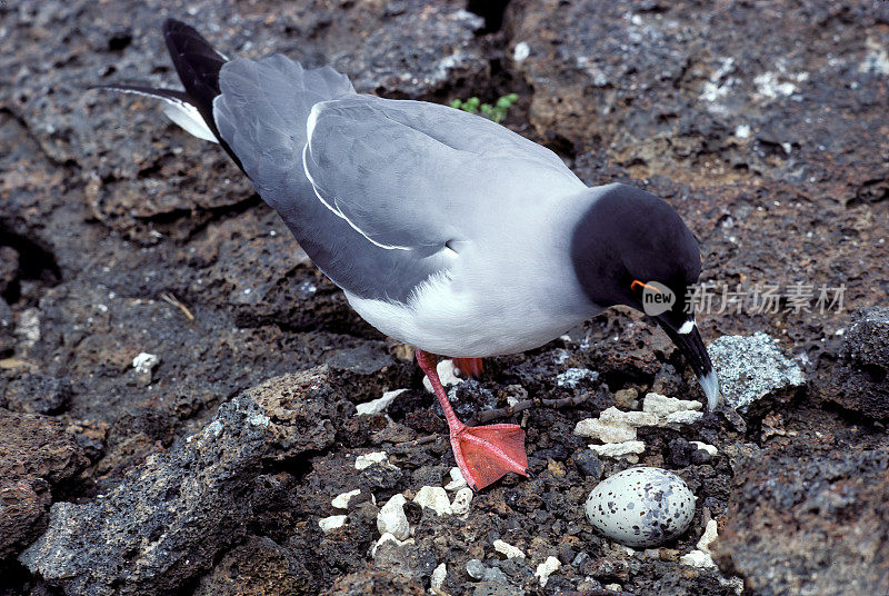 燕尾鸥。厄瓜多尔加拉帕戈斯群岛国家公园的塔岛或吉诺维萨岛。地上的鸟巢里有一只蛋的海鸥。