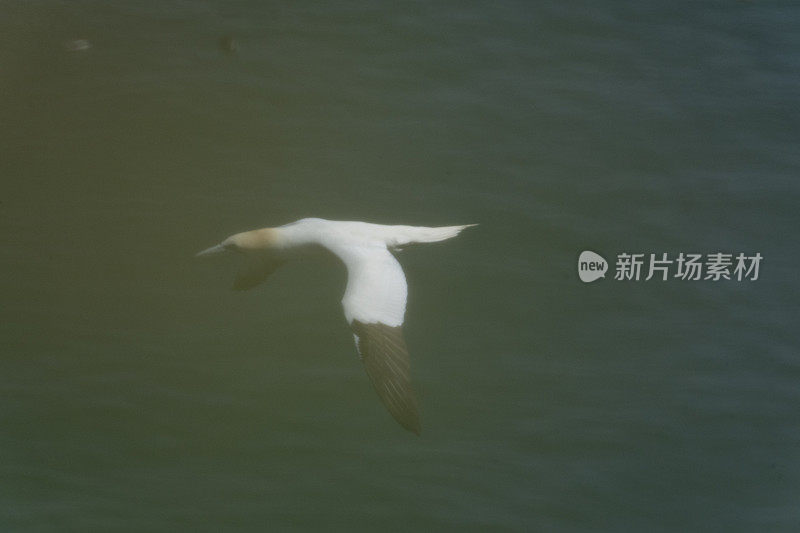 在汉普顿悬崖上飞行的塘鹅