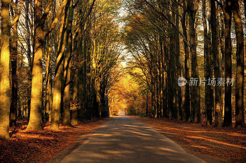 秋天穿过山毛榉树林的道路