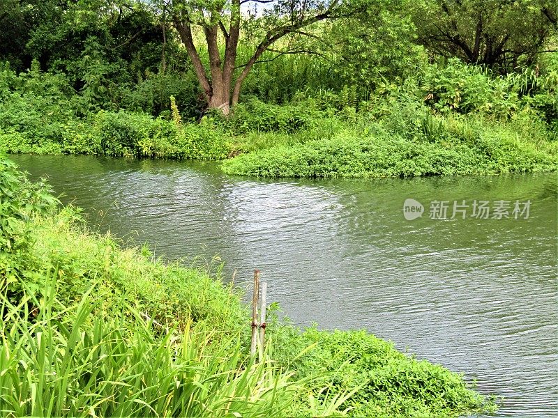 日本。8月。小河的河岸。