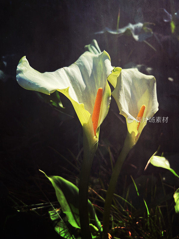 绿女神魔芋百合