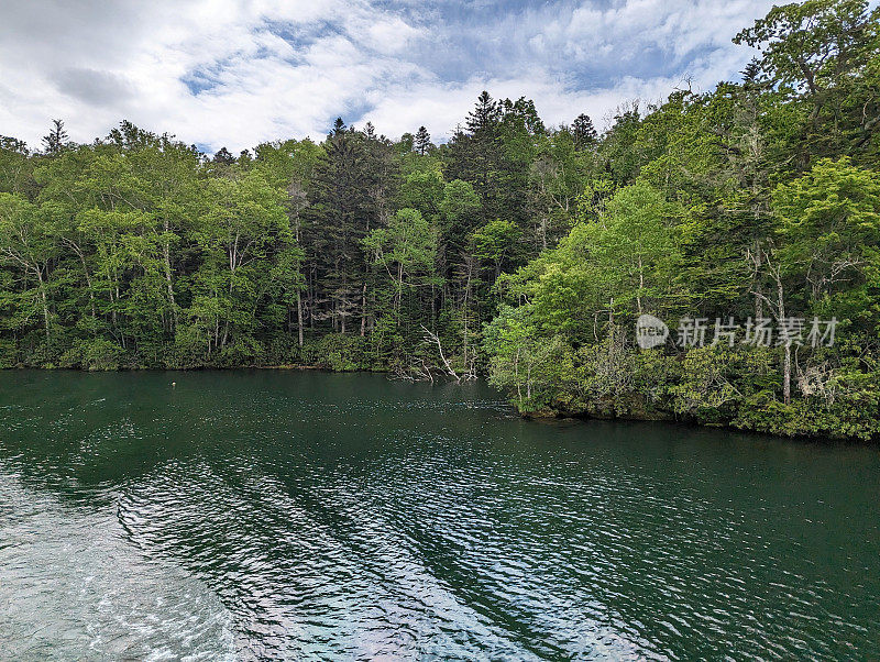 日本北海道阿坎湖的森林