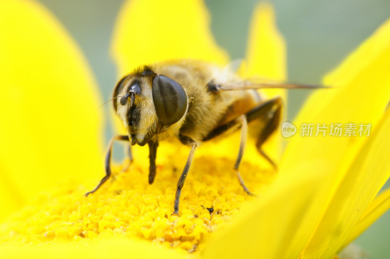 黄甘菊上的粪蜂