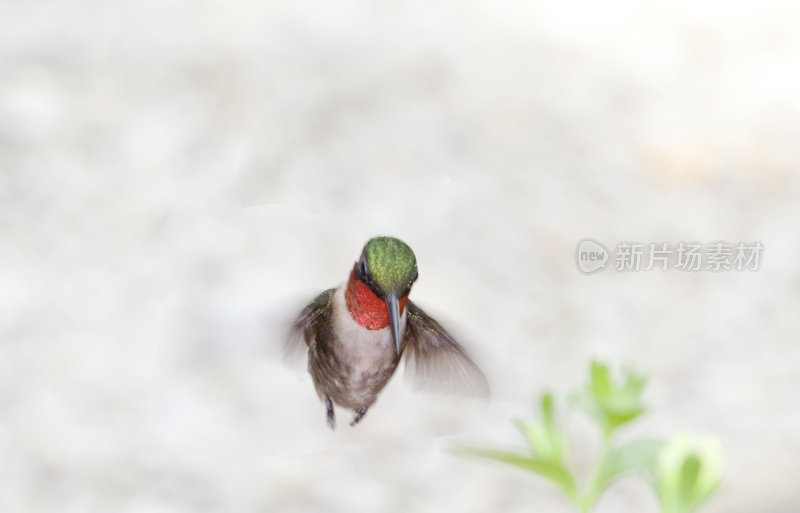 飞行中的红宝石喉雄性蜂鸟。