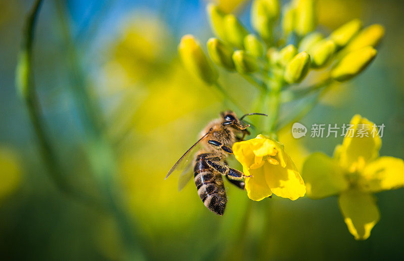 一只蜜蜂在黄花上