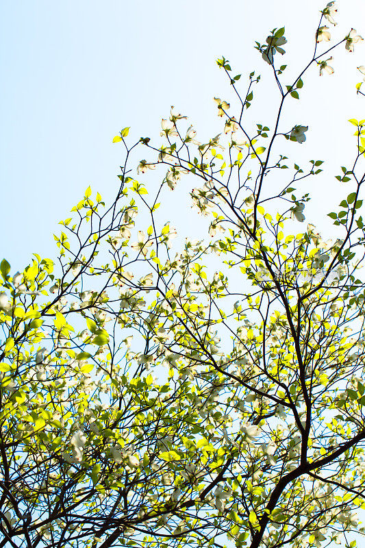 白色开花的山茱萸树(山茱萸佛罗里达)在蓝色的天空中盛开