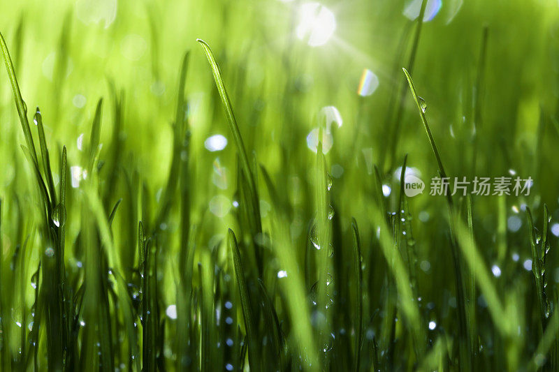 草背景与雨滴