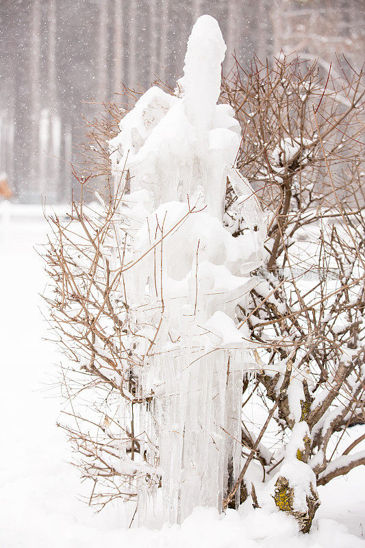 覆盖着冰柱和雪的灌木