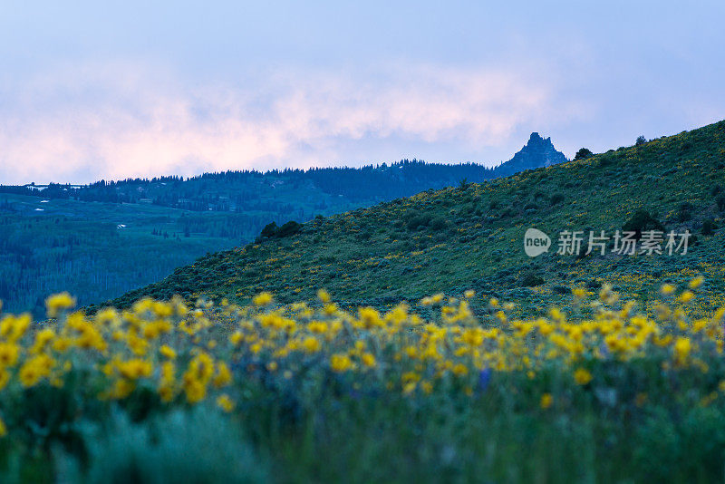 长满野花的山地草地