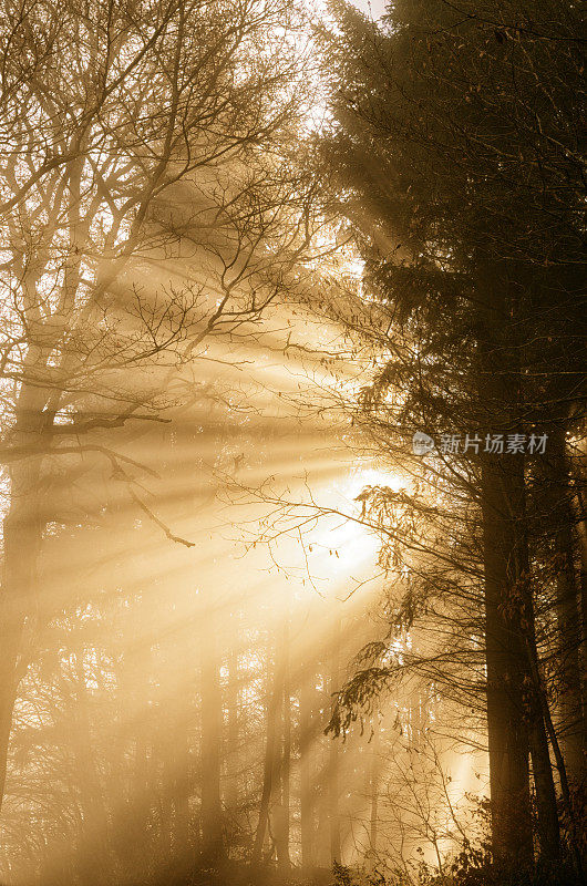 雾天，阳光透过云杉林照射