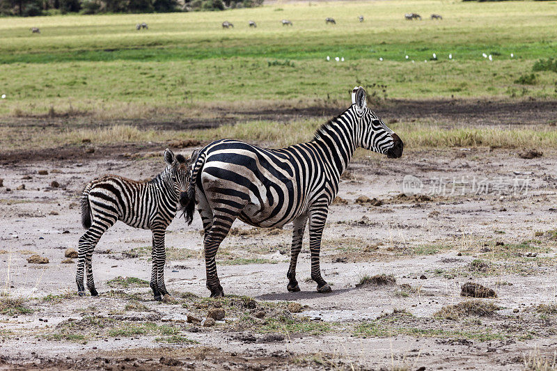 非洲风景斑马和小马驹，肯尼亚安博塞利