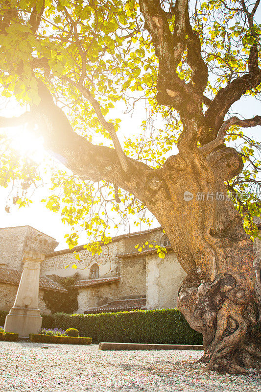 法国中世纪村庄佩鲁日的一棵扭曲的老树