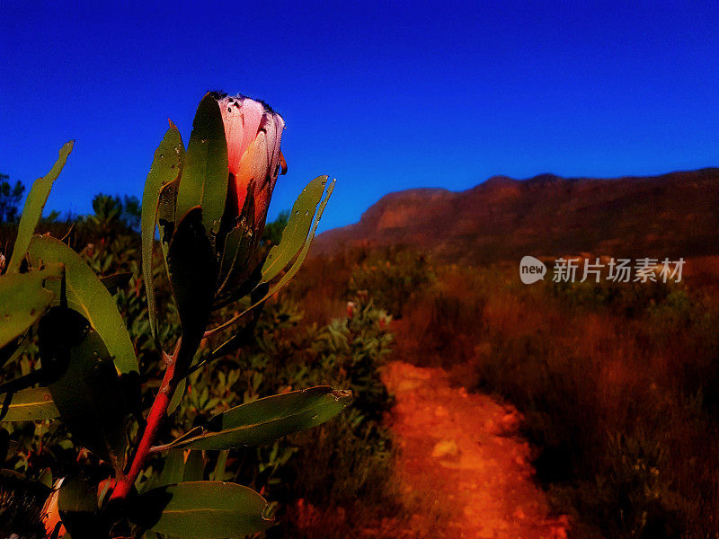 Protea背衬着蓝天在山上