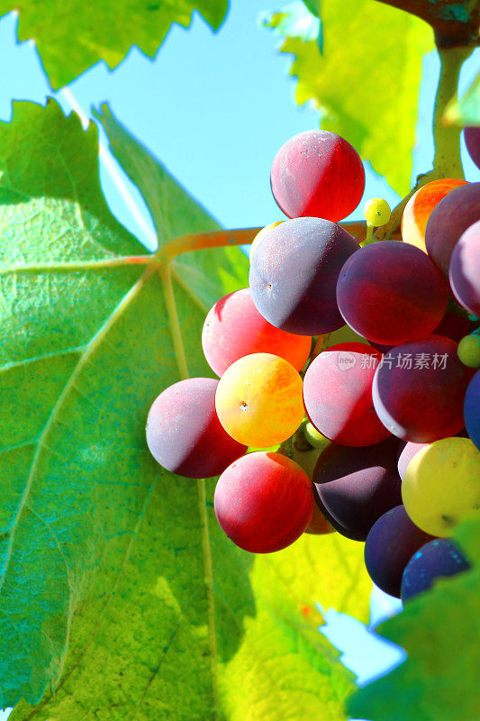 新鲜的未成熟的葡萄在藤上近距离在夏天的阳光下
