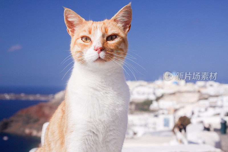 希腊圣托里尼岛的姜猫