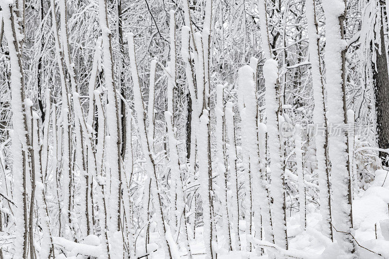 冬天的森林里下雪了