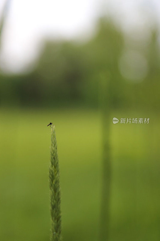 蚊子在绿色的草尖在自然界。