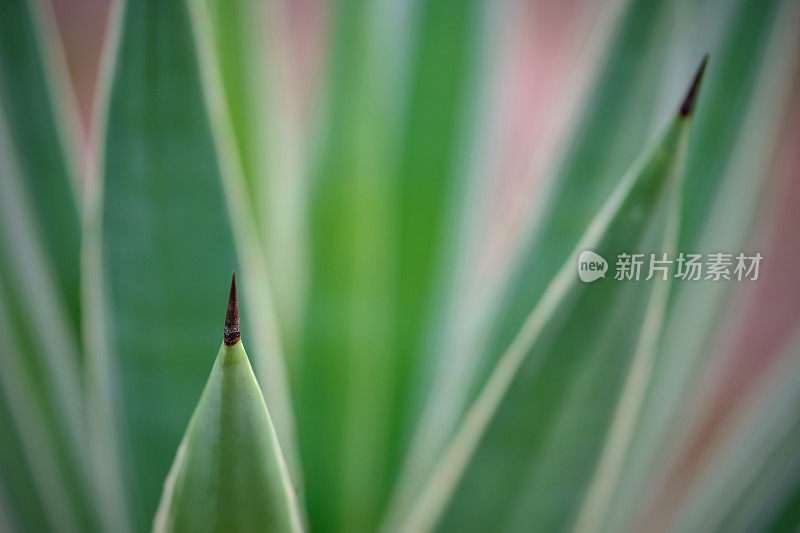 超微距拍摄的仙人掌植物