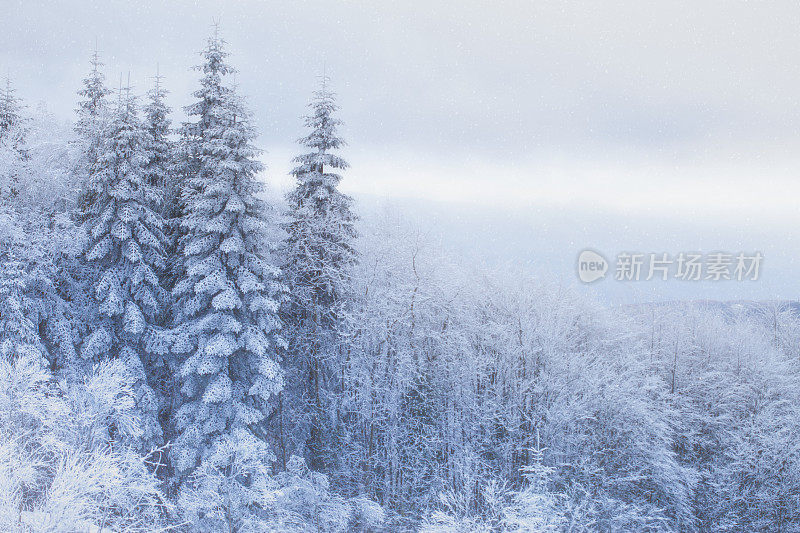 松树雪景