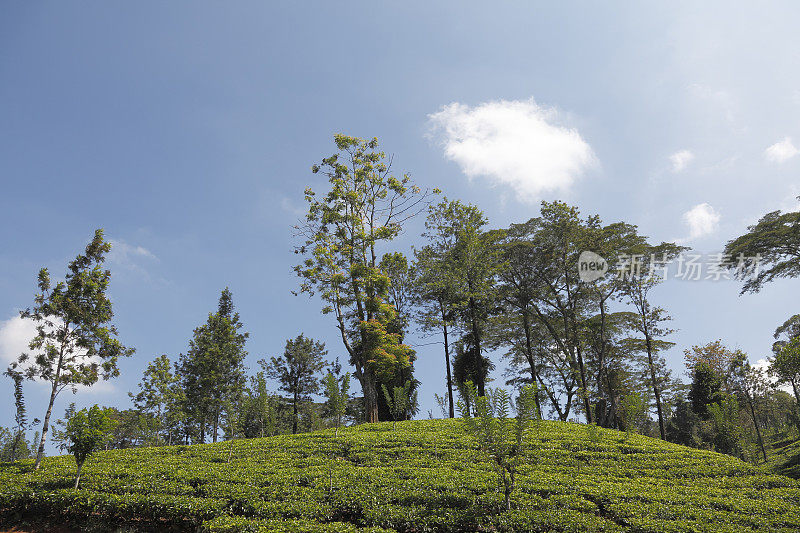绿色锡兰茶园与蓝天斯里兰卡