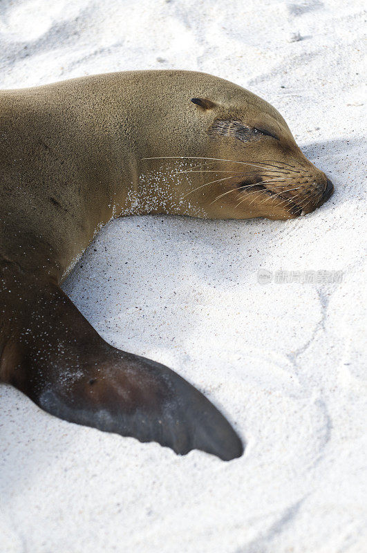 昏昏欲睡的海狮在白色的沙滩上打盹