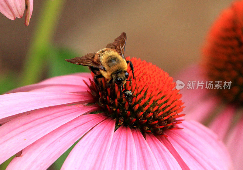 大黄蜂和甲虫