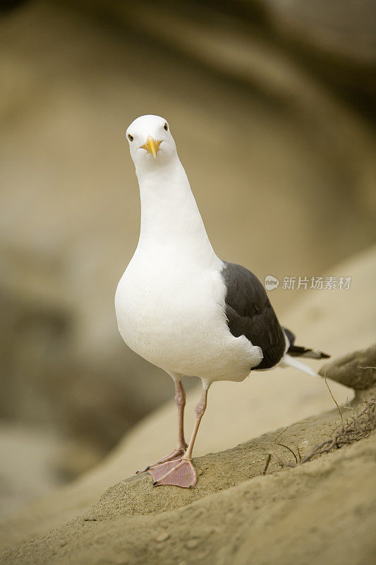 好奇的海鸥