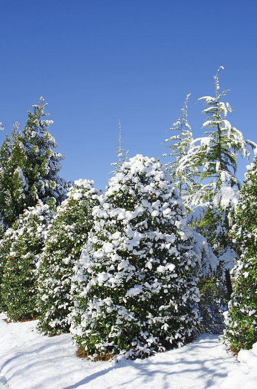 白雪覆盖的常青树