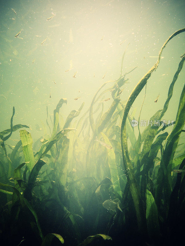 水下的海藻花园在水中摇摆