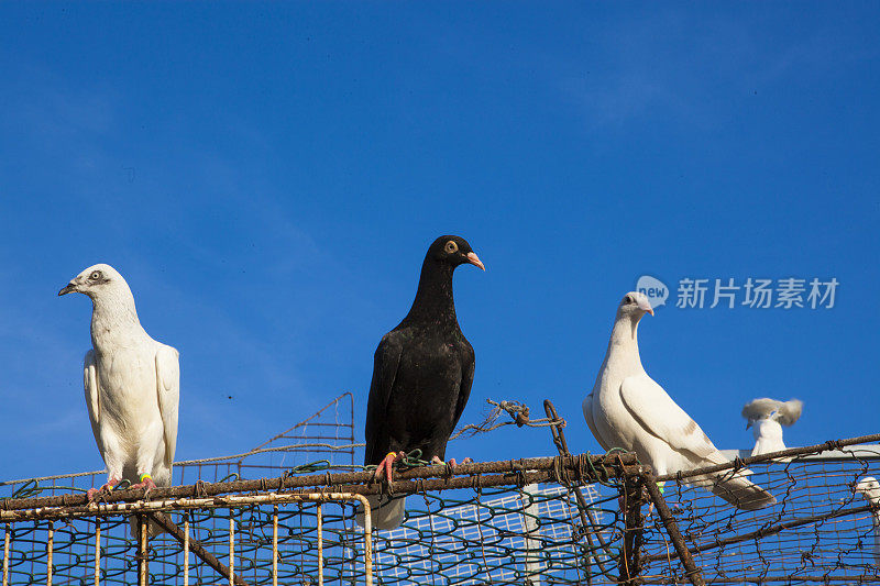 笼子里的鸽子