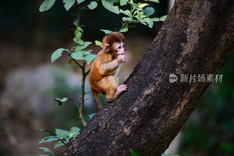 小猴子在玩