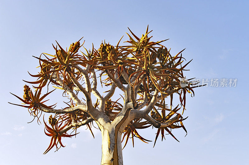 在纳米比亚的箭袋树森林中的箭袋树(芦荟)