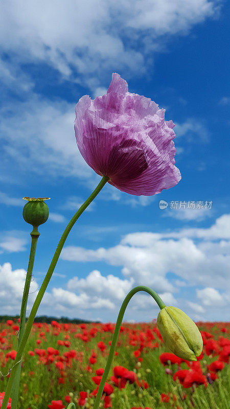 罂粟田和蓝天