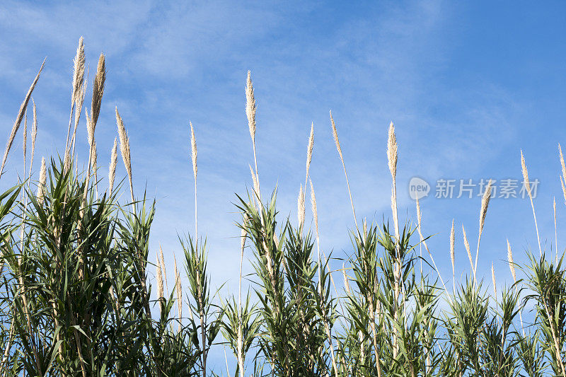 芦苇和天空