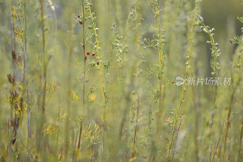 欧洲斯洛文尼亚滨海山区的野花