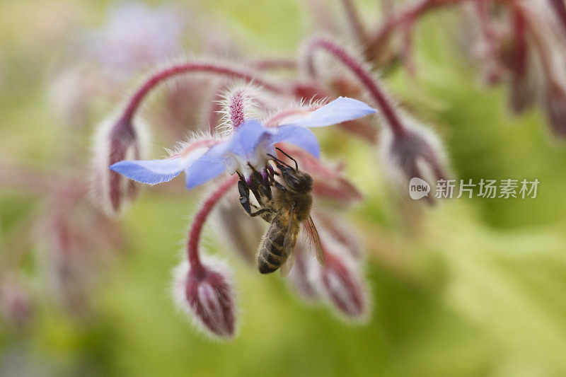 蜜蜂在花上