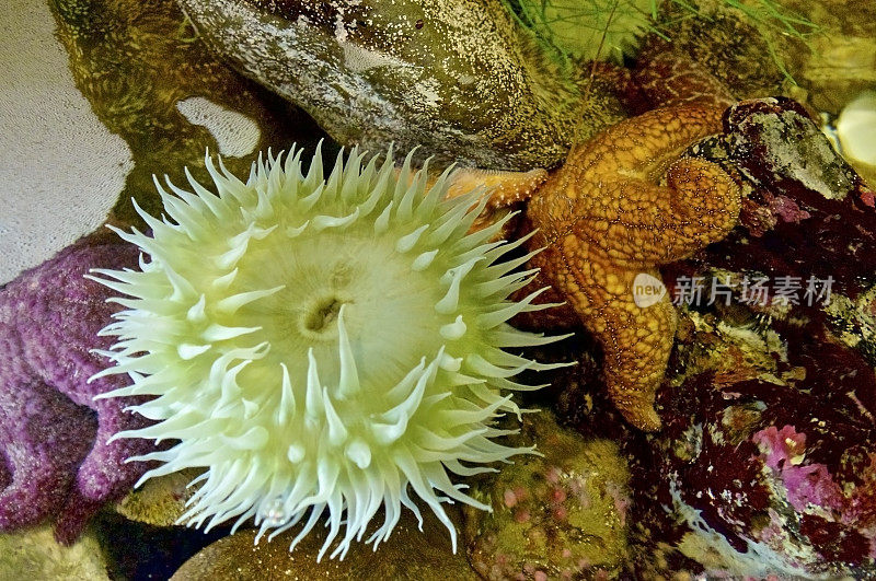 海星咸水海葵海洋生物潮汐潮汐池